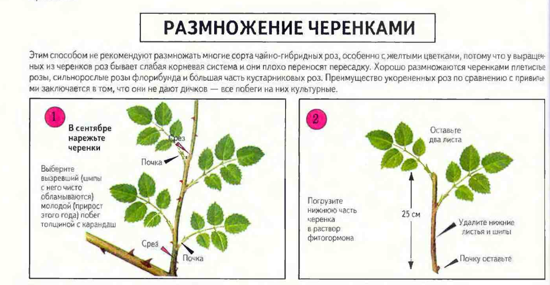 Как размножить розу – 8 способов: семена, черенки, отводками и т.д.