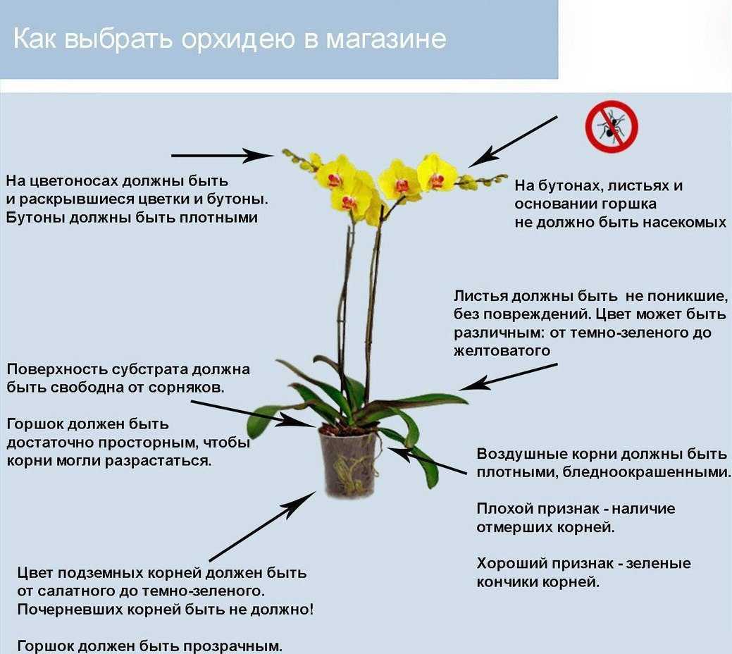 Как ухаживать за орхидеей в домашних условиях: инструкция для начинающих