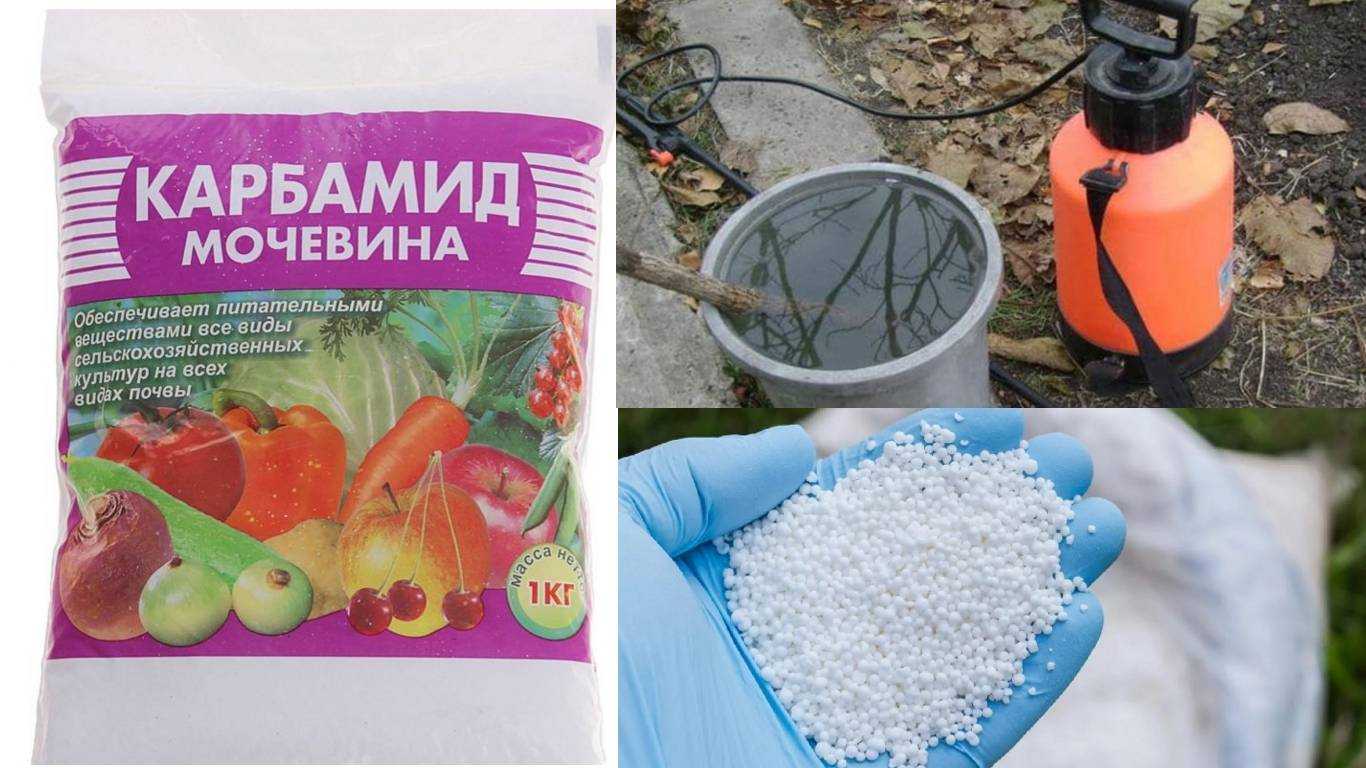 Пошаговое руководство применения мочевины в огороде