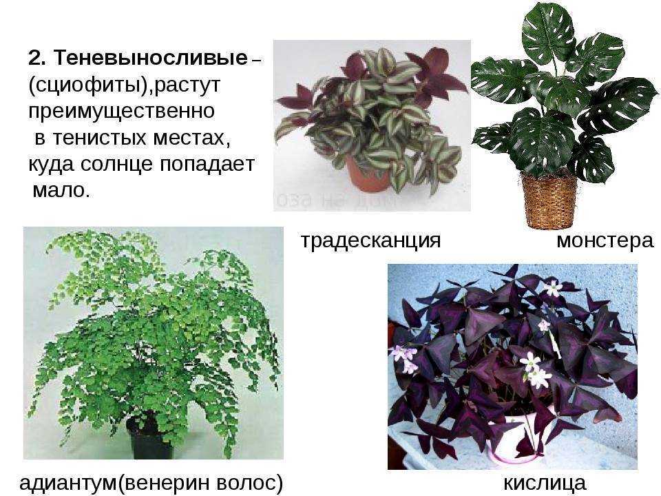 Теневыносливые комнатные растения – создаем уют в темных помещениях - комнатные и садовые растения, уход за ними sad-doma.net