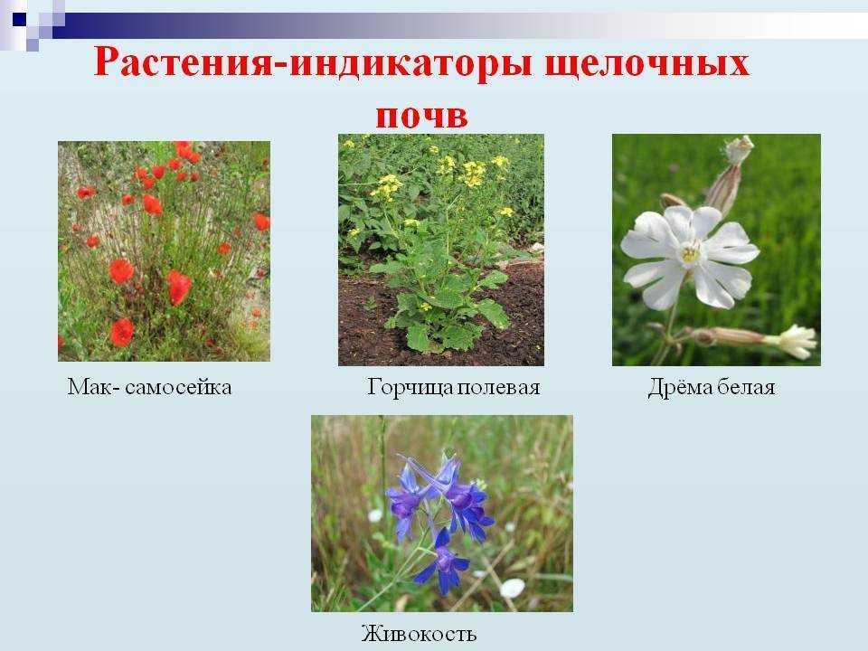 Как определить кислотность почвы в домашних условиях?