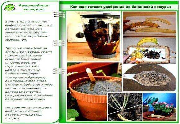 Банановая кожура как удобрение для комнатных растений и огорода