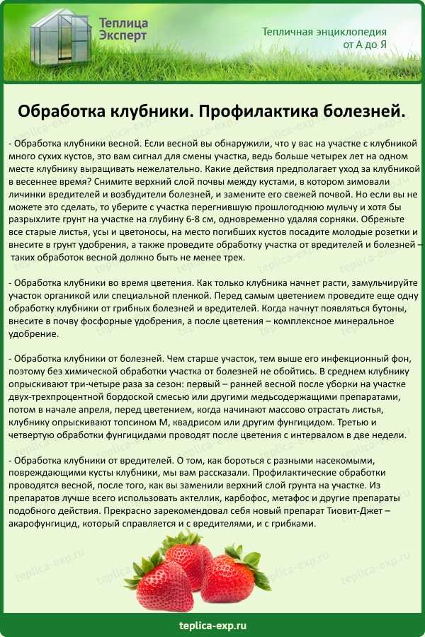 Обработка клубники весной от болезней и вредителей: а также профилактика заболеваний, народные рецепты, подкормка и удобрение,
