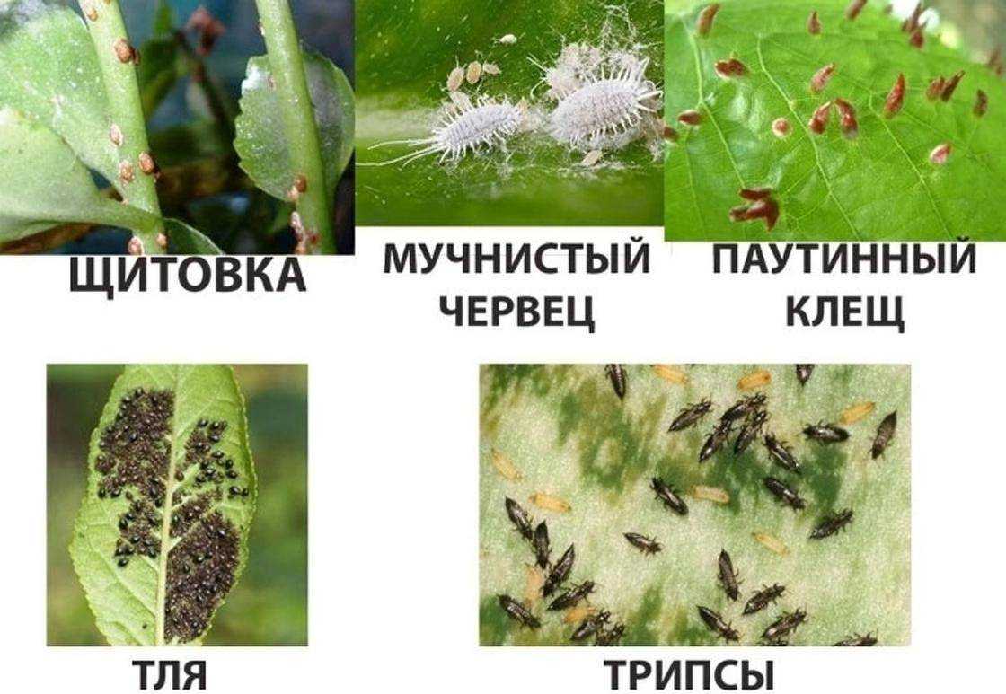Болезни комнатных цветов и растений - комнатные и садовые растения, уход за ними sad-doma.net