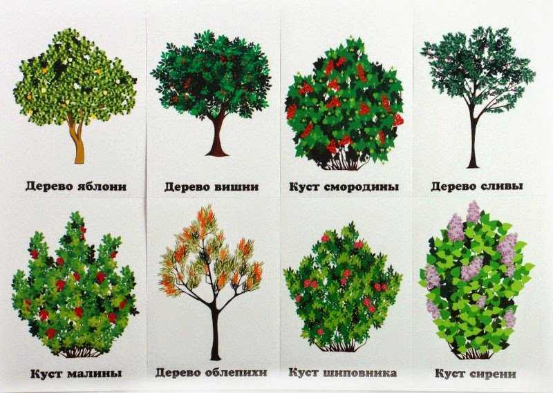 Быстрорастущие деревья и кустарники: названия и описание лучших видов