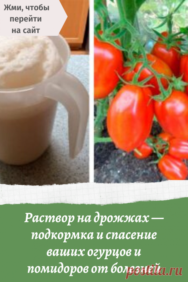 Дрожжевые подкормки для растений: какие растения подкармливать, рецепт приготовления