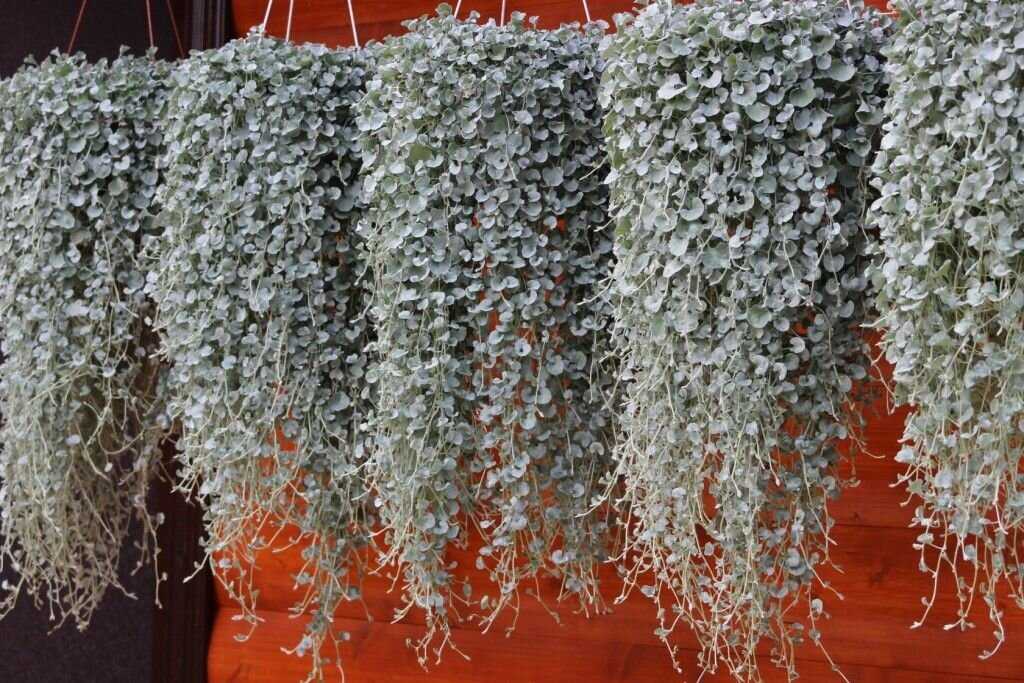 Ампельные комнатные растения: изящные декораторы для дома