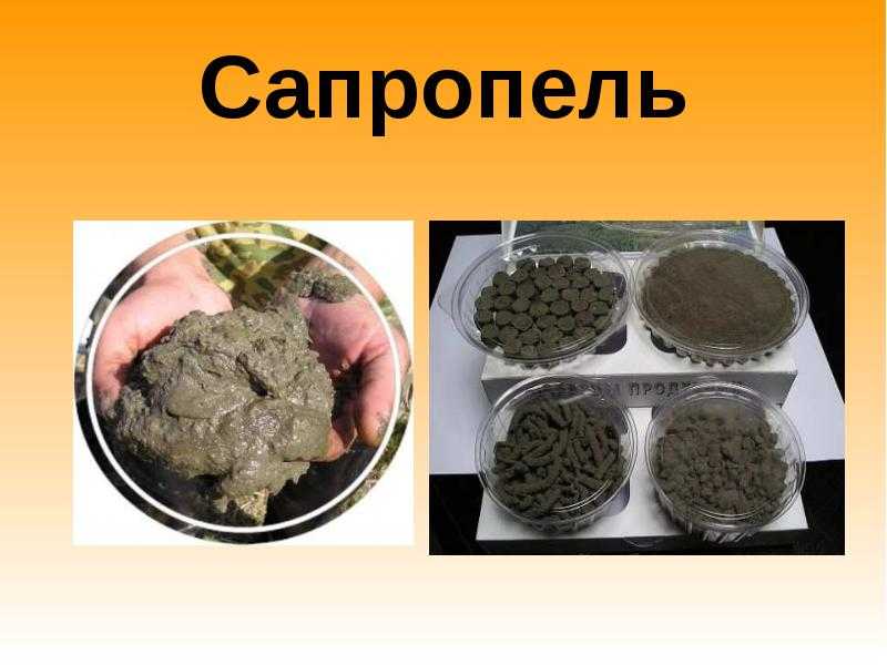 Сапропель (ил)