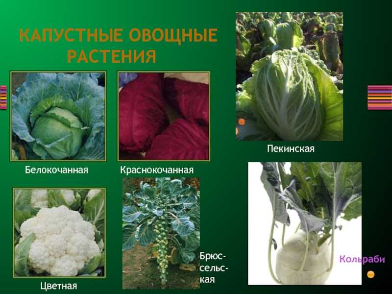 Сорта капусты: фото, названия, описание