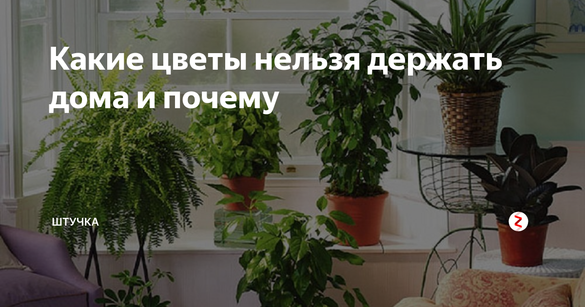 Какие цветы нельзя держать дома и почему? топ-15 опасных для здоровья растений +приметы | ( 25+ фото & видео ). комнатные растения, которые нельзя держать дома, фото, названия, а какие можно?