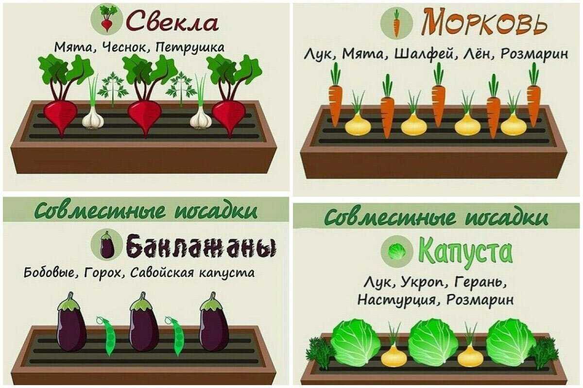 Мошки в цветочных горшках - причины появления и способы борьбы