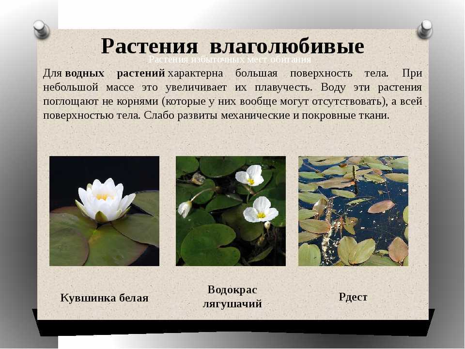 Влаголюбивые плодовые деревья и кустарники для дачи - ogorodexp.ru