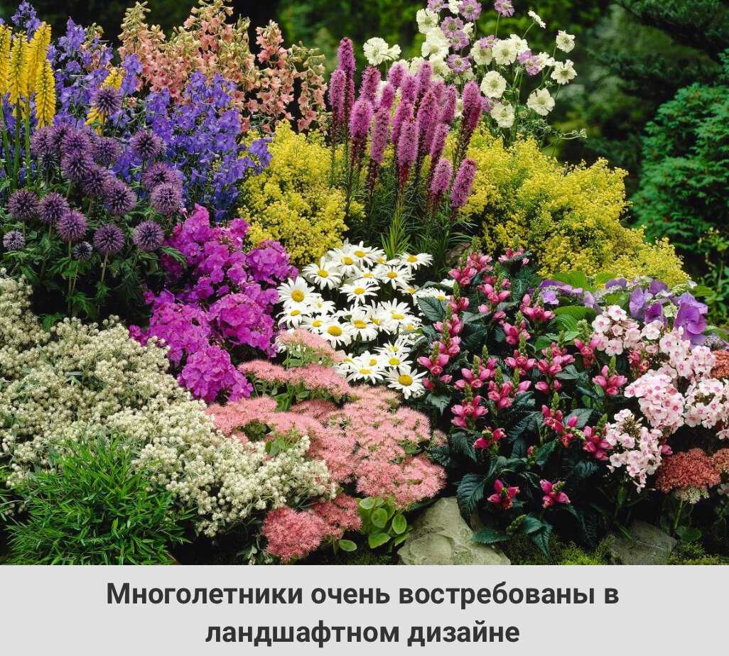 Уличные цветы, которые цветут все лето: фото с названием