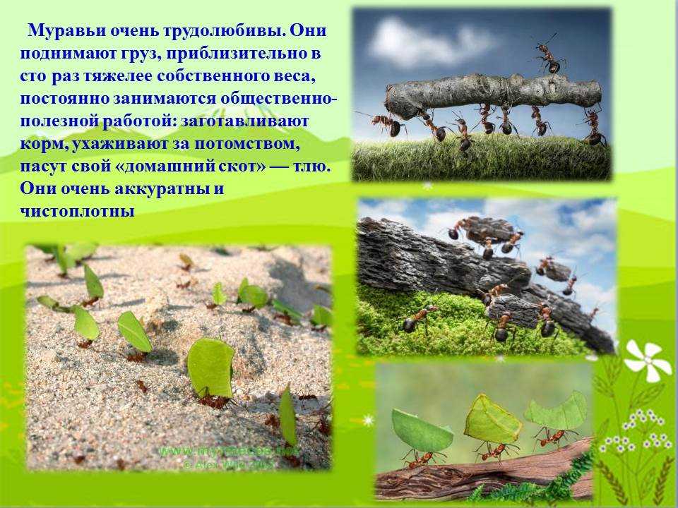 Муравьи на пионах. как бороться?: группа садовые цветы и флористика