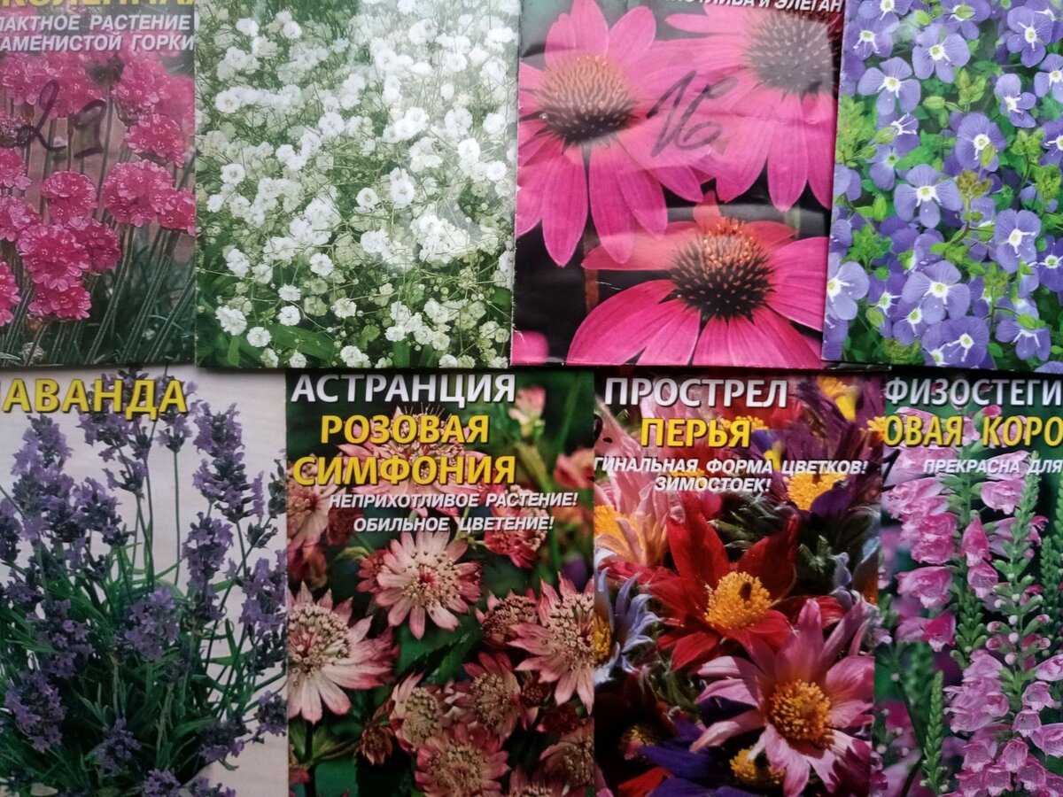 Какие многолетние цветы посадить осенью: семенами, чтобы цвели весной, летом, названия, фото
