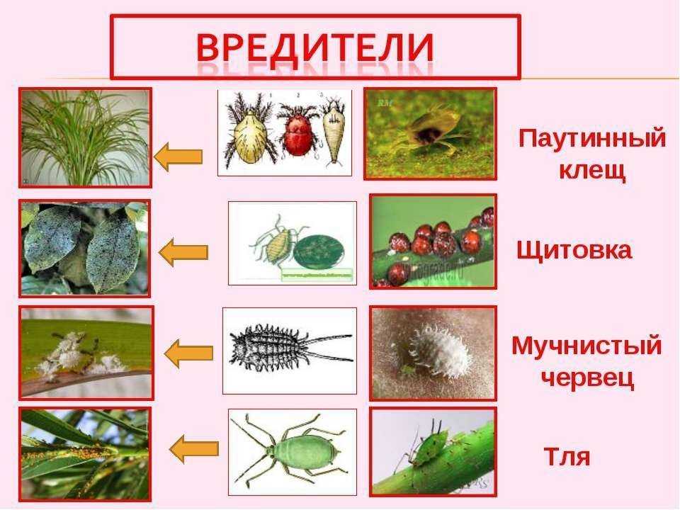 Препараты против вредителей комнатных и садовых растений