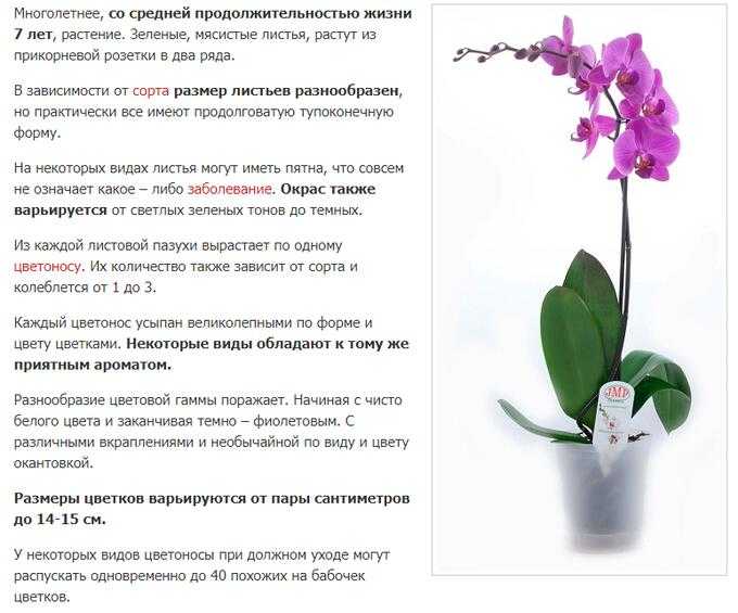 Уход за орхидеями для новичков: как правильно поливать, выращивать и пересаживать цветок начинающим цветоводам, фото и видео от специалистов