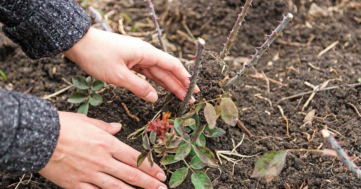 Почему не цветет орхидея в домашних условиях: как помочь цветку