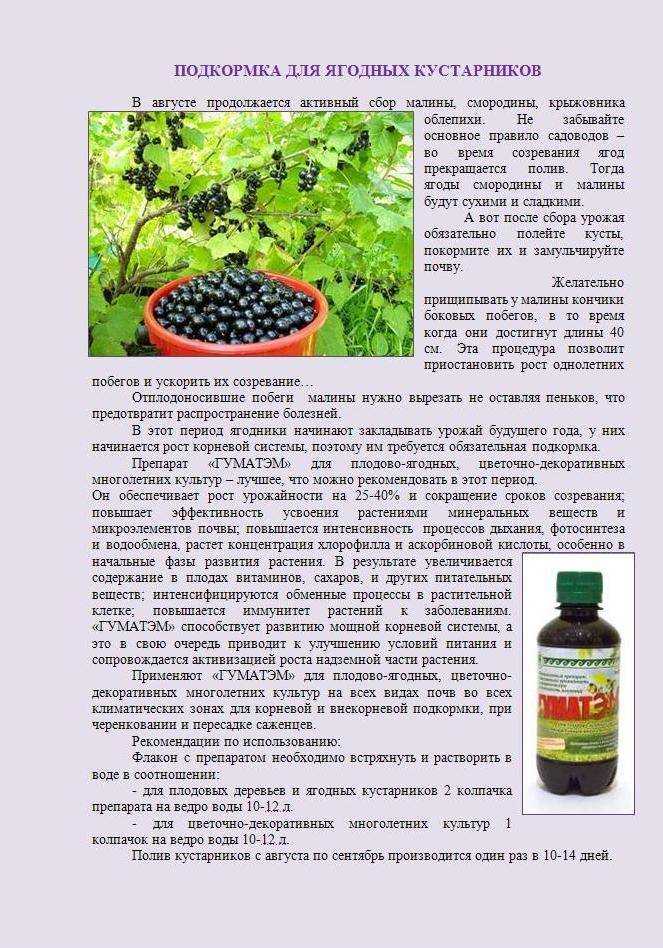 Марганцовка для растений: применение в саду, на огороде
