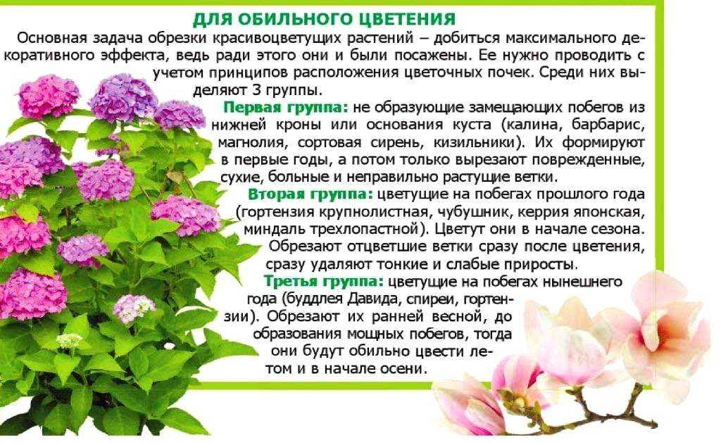 Гортензия – уход, посадка, размножение