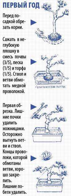 Бонсай: как вырастить дерево в домашних условиях своими руками, посадка семян и уход