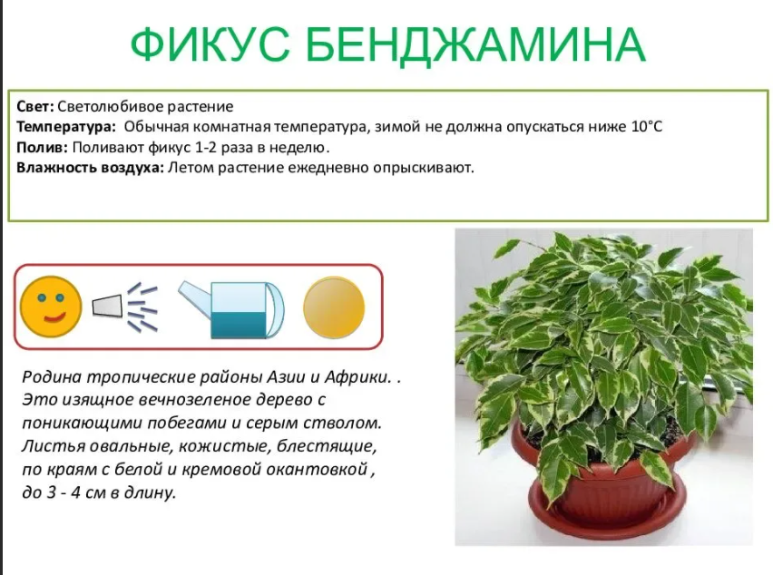 Уход за комнатными растениями — правила для всех