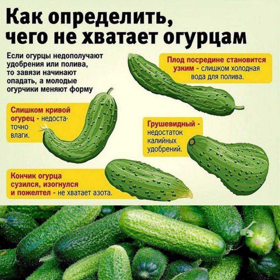 Чего не хватает огурцам? фото — ботаничка
