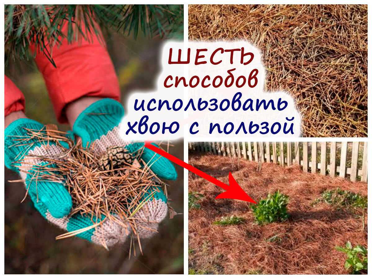 Как использовать хвою в саду и огороде? мульча. компост. удобрение. фото — ботаничка
