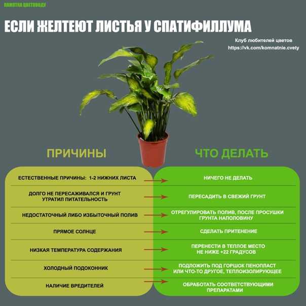 Желтеют листья у комнатных растений — что делать?