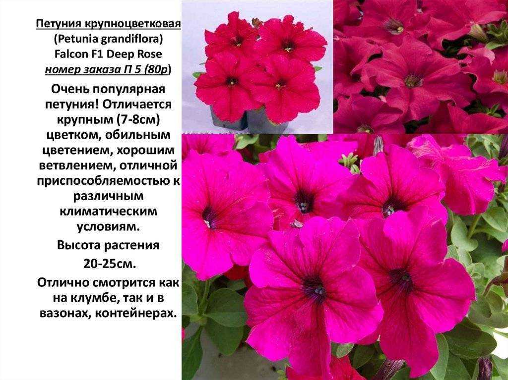 Какие бывают сорта петуний и в чем их особенности: классификация и свойства
