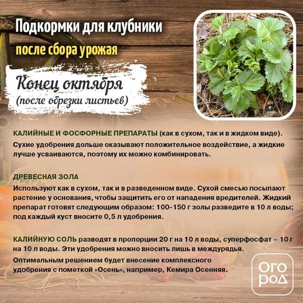 Чем подкормить клубнику весной в 2023 году для хорошего урожая: народные средства, до цветения в мае, во время цветения
