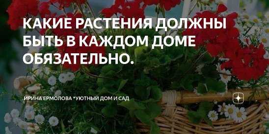 Комнатные цветы, которые должны быть в каждом доме - фото и названия (каталог)