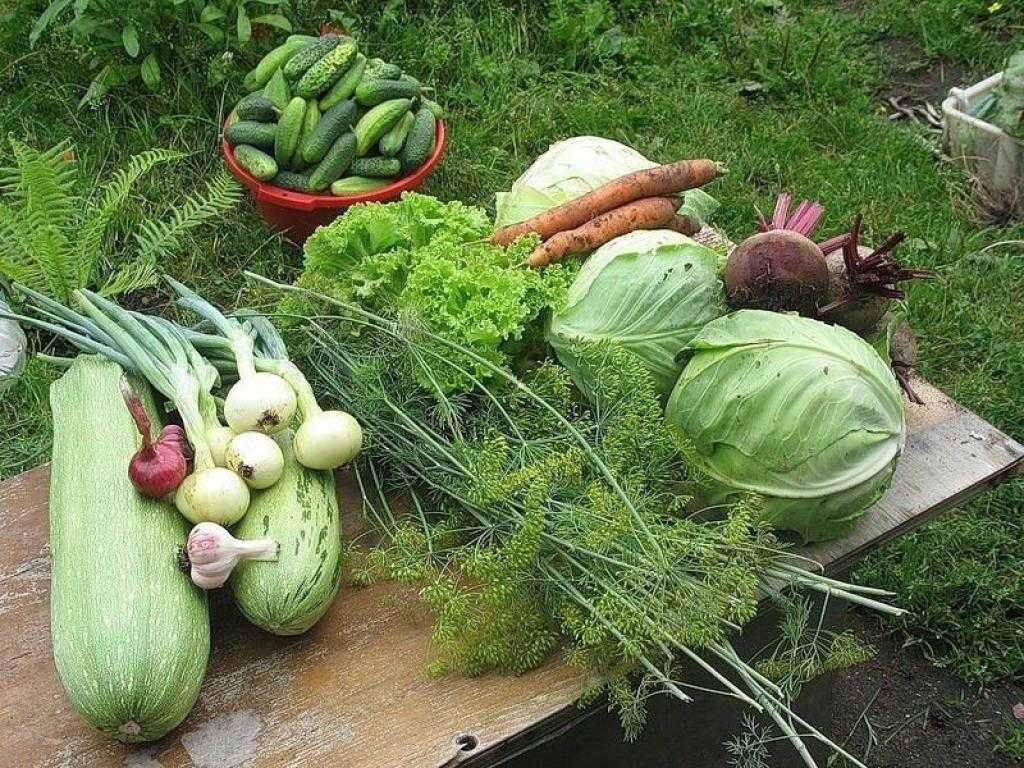 7 способов быстро подкормить плодовые деревья и кусты весной