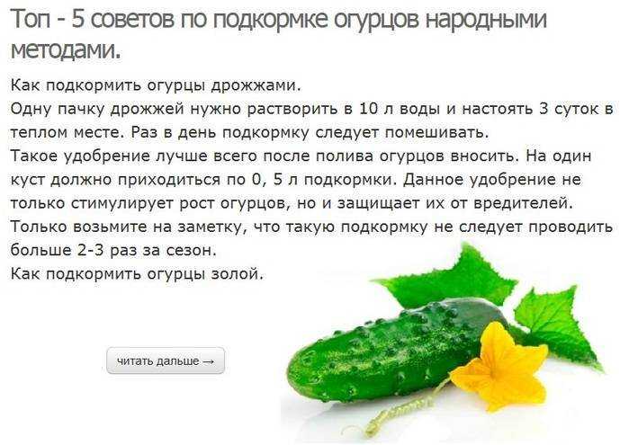 Дрожжевая подкормка для растений: рецепт приготовления и применение