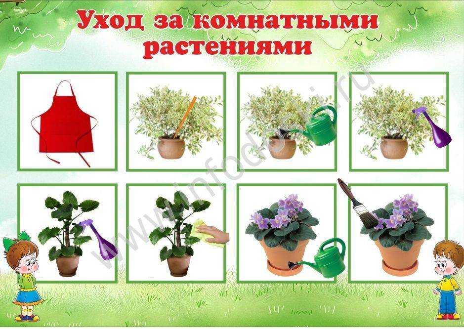 Символ благосостояния — комнатный бамбук, уход и содержание в домашних условиях