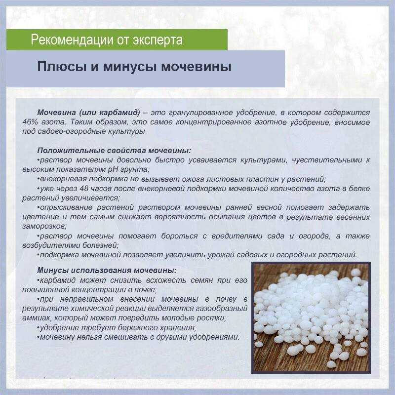 Расскажем про использование мочевины на огороде и разберем самые важные теоретические моменты