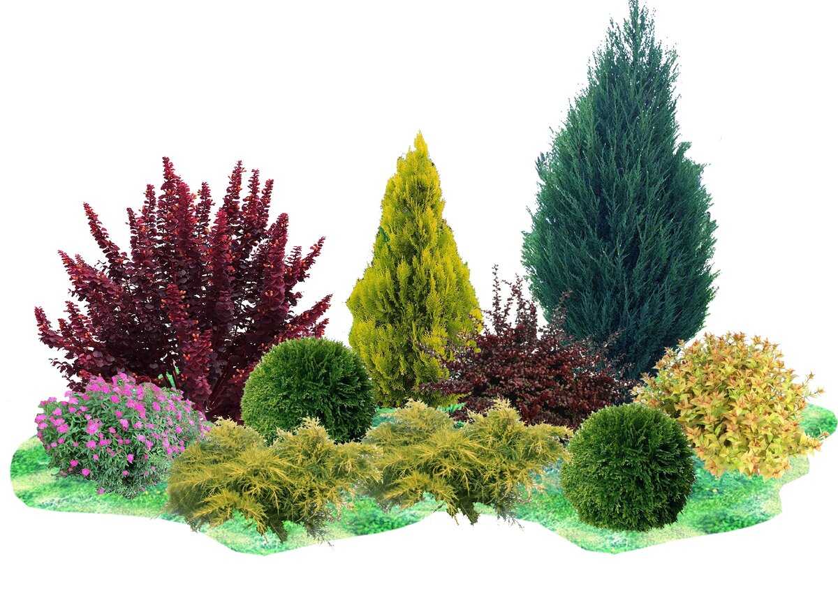 Хвойные растения в ландшафтном дизайне - green-design.pro