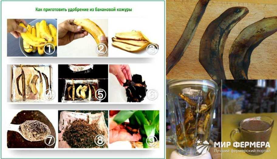Банановая кожура - ценное средство для комнатных растений - комнатные и садовые растения, уход за ними sad-doma.net