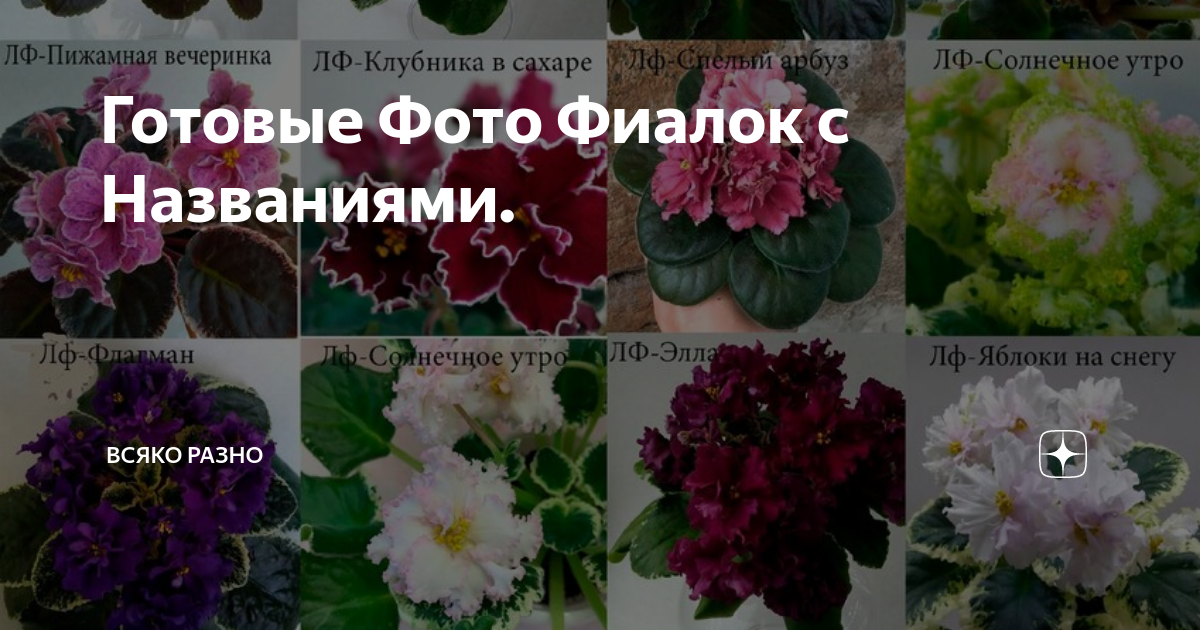 Сорта фиалок с названиями и фото: новые разновидности сенполий с обильным цветением, белыми цветами, фентезийным окрасом и т.д.