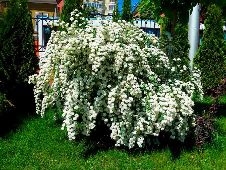 Спирея - посадка, уход, особенности видов и сортов, обрезка, выбор места и размножение