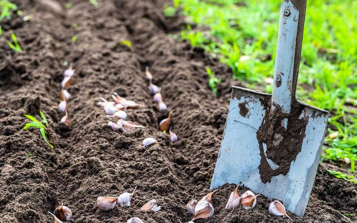 Секреты планировки сада на участке